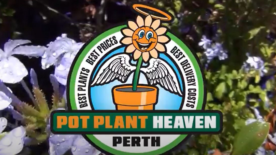 Stephen Rolls, Pot Plant Heaven Perth