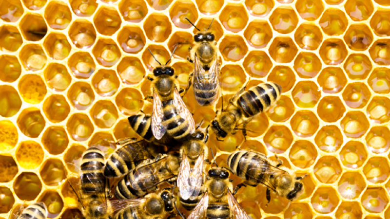 Celebrating World Bee Day